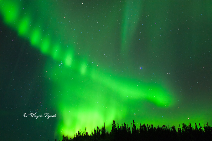 Aurora Borealis by Dr. Wayne Lynch &copy;